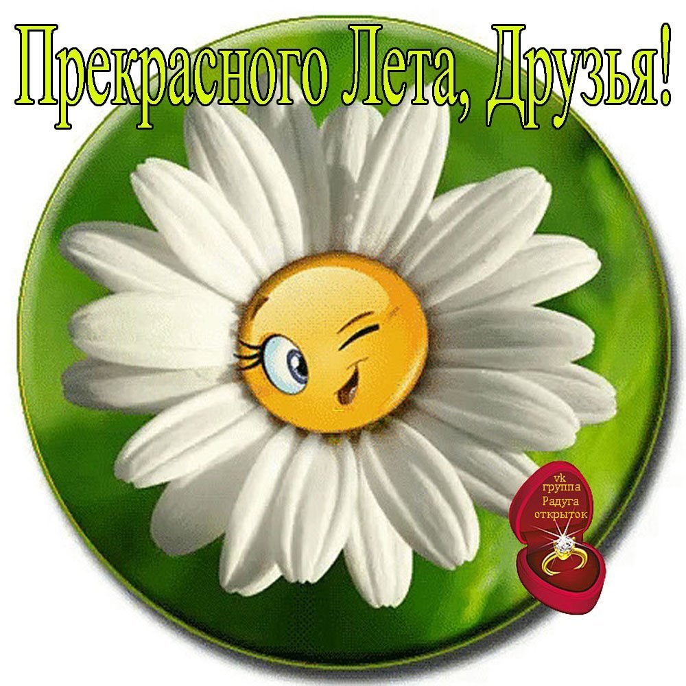 Ромашки и солнце