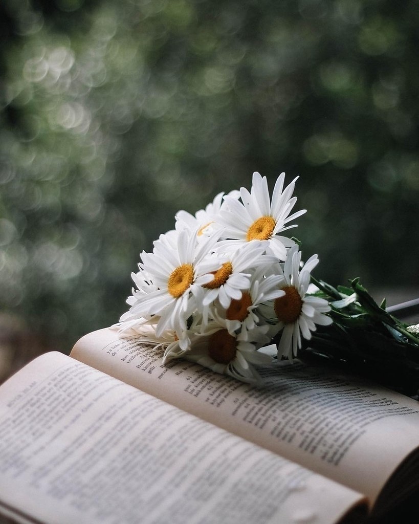 Эстетика ромашек с книгами