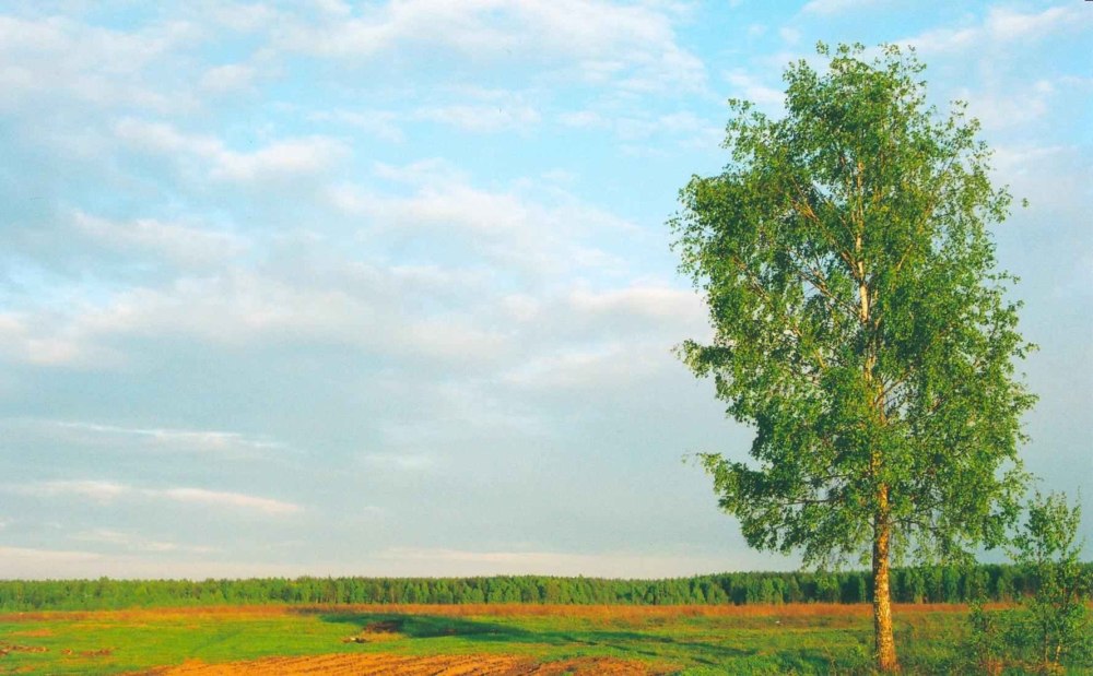 Рамка природа