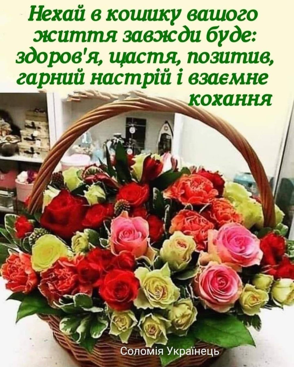 Бланшет роза куст