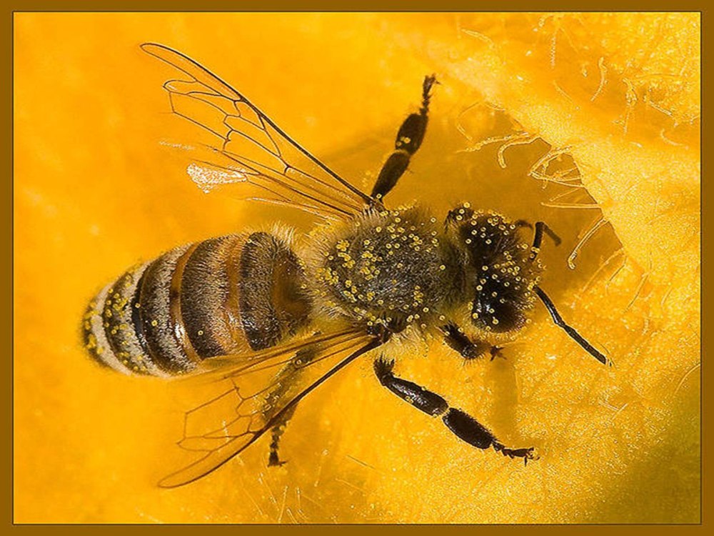 Пчела целом. Медоносная пчела отряд. Образ жизни пчел. Пчела фото. Слайд пчела.