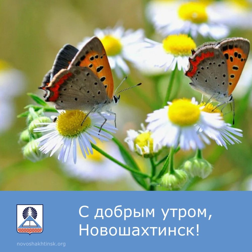 Ромашки и васильки