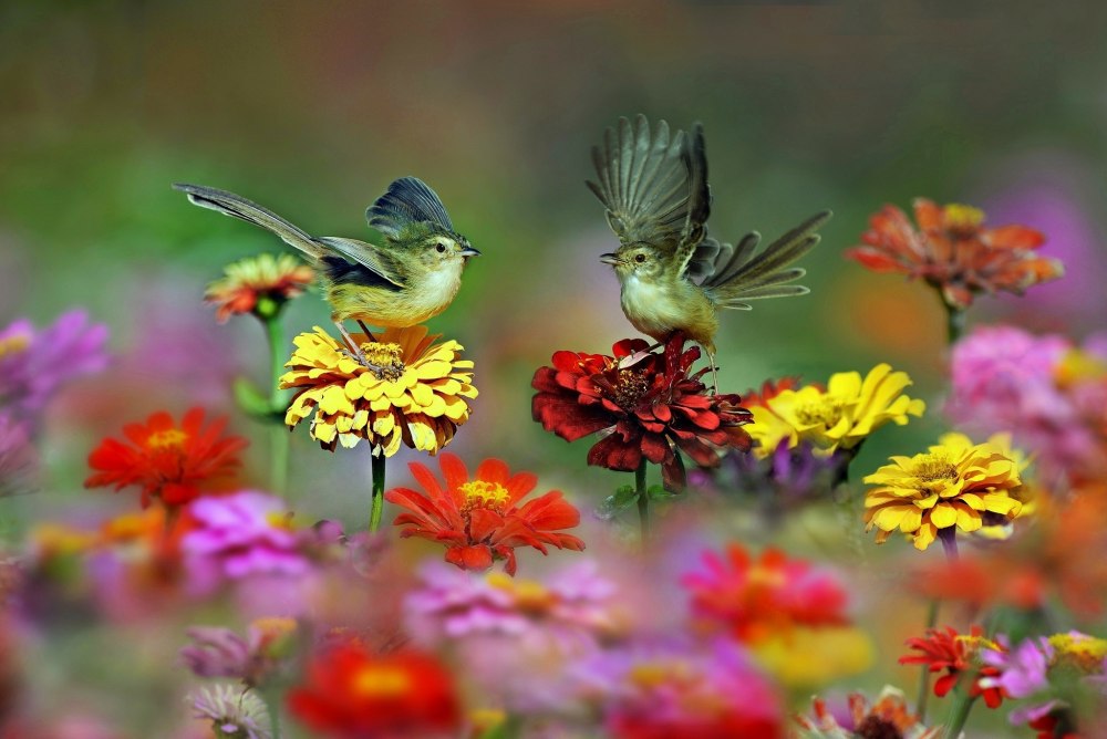Летняя природа