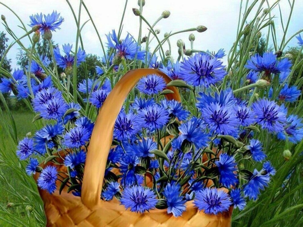 Летние цветы