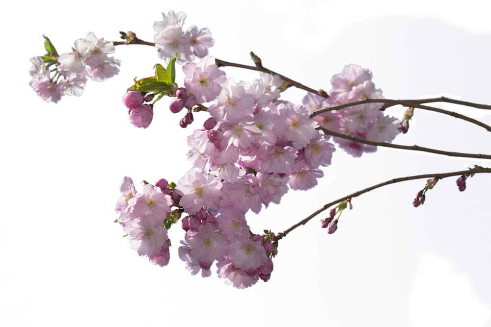 Ветвь Сакуры
