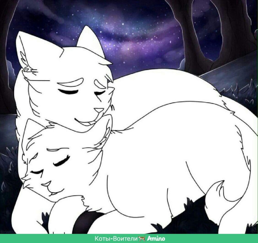 Коты Воители лайны пары Амино