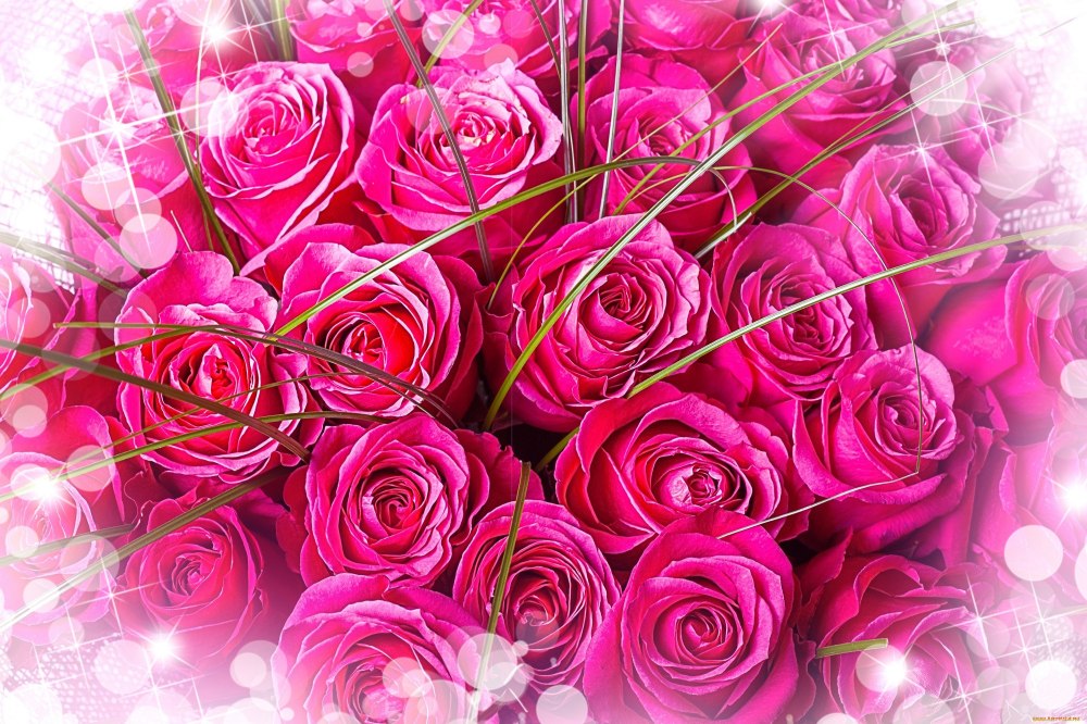 Картинки розовые розы обои живые обои