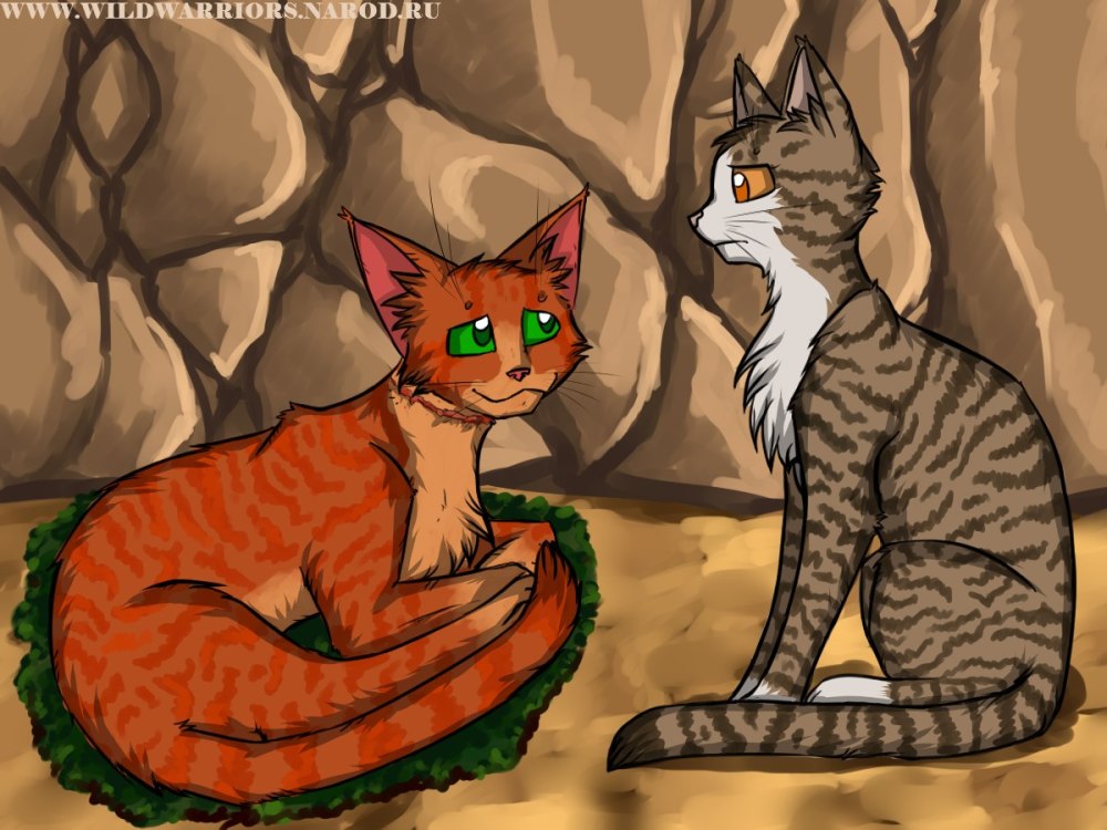 Коты Воители Warriors Cats