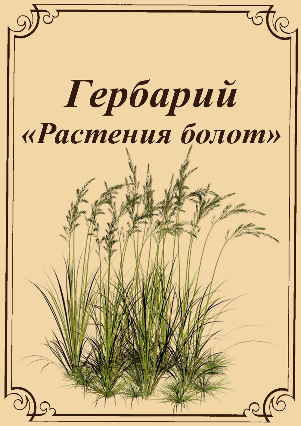 Карточка растения гербарий
