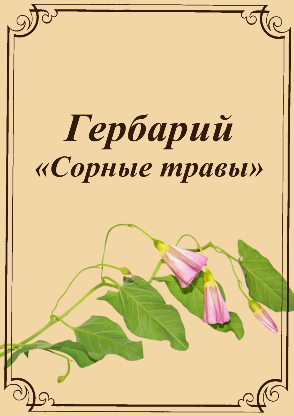 Флора гербарий