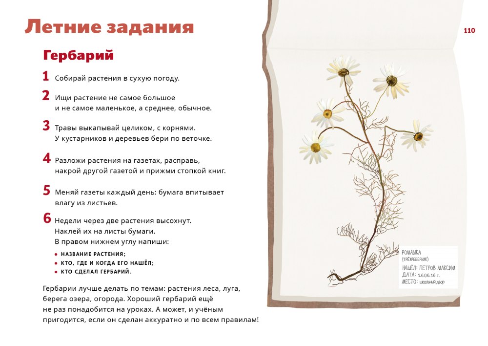 Гербарий рисунок карандашом