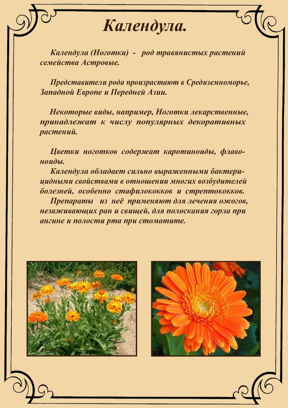 Обои гербарий