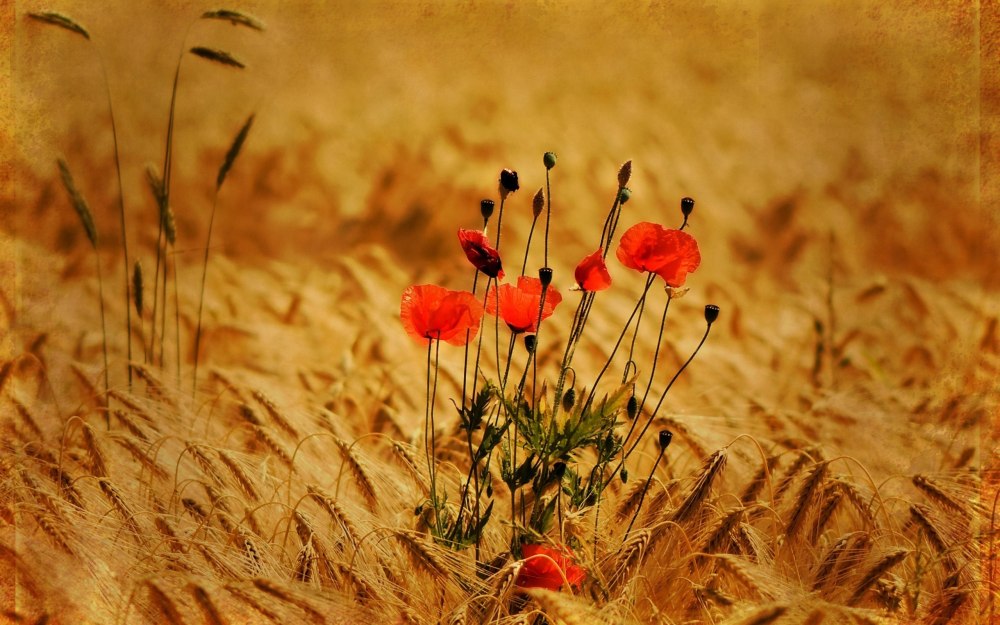 Природа лес грибы