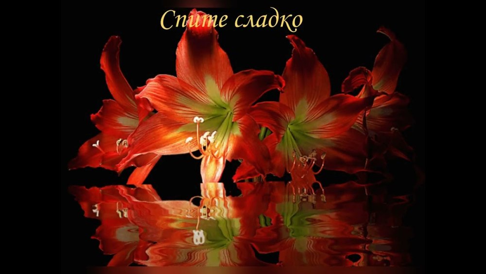 Голубь счастья
