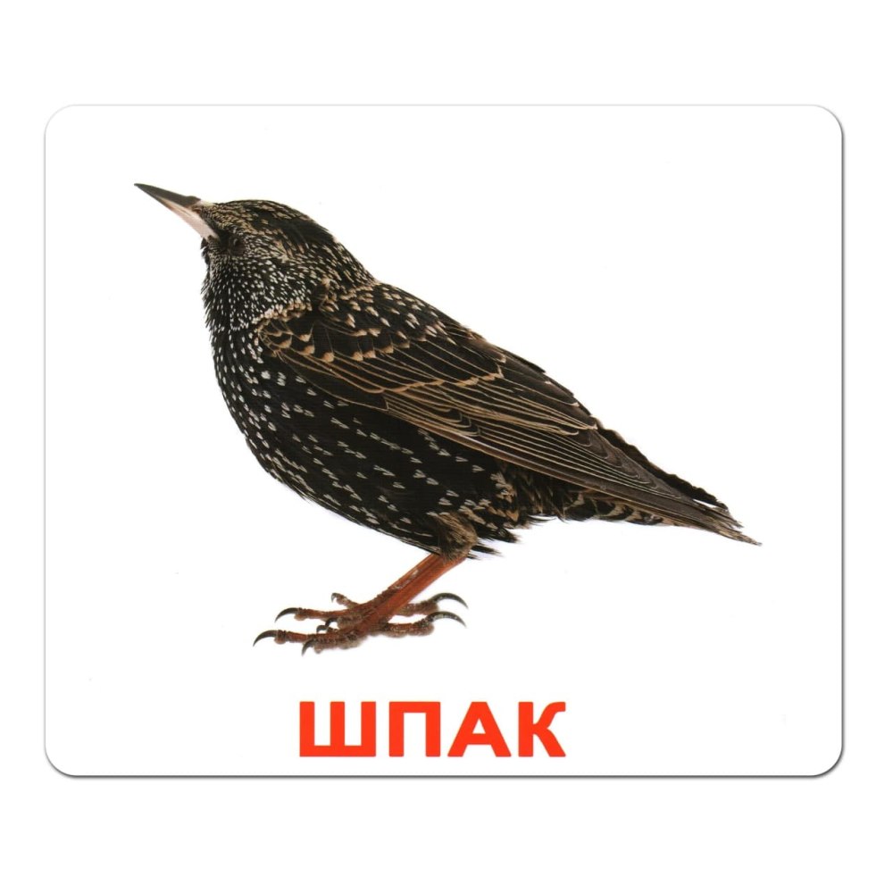 Синантропы скворец