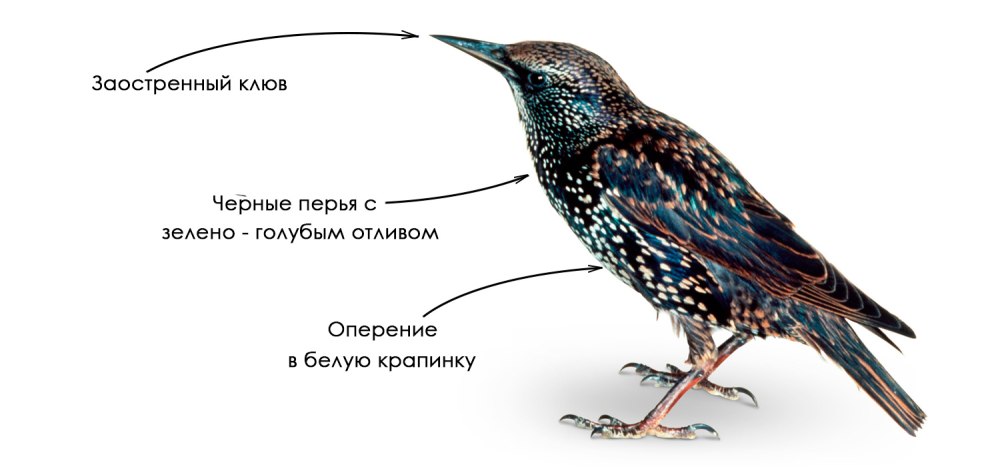 Буллеров скворец