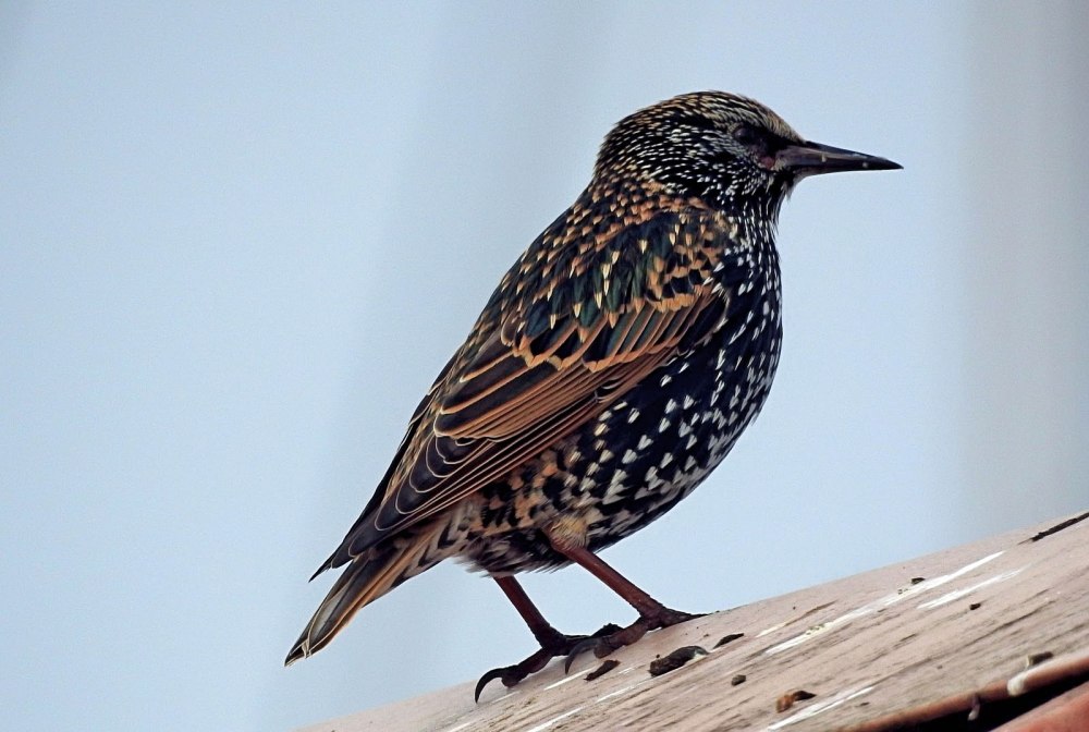 Камбоджийский скворец (Sturnus burmannicus)