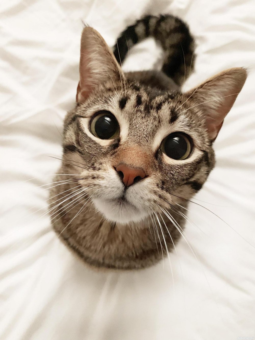 Смешной кот