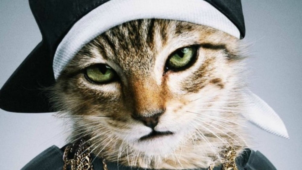 Крутые коты