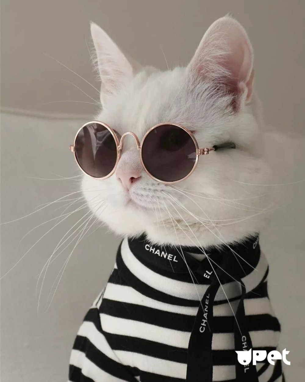 Котик в желтых очках