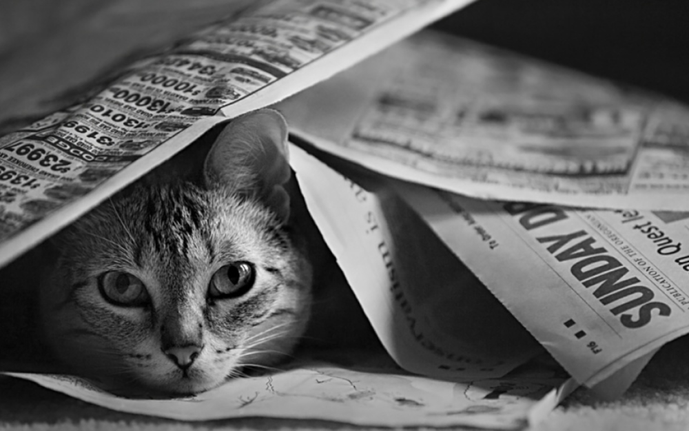 Котёнок на газете
