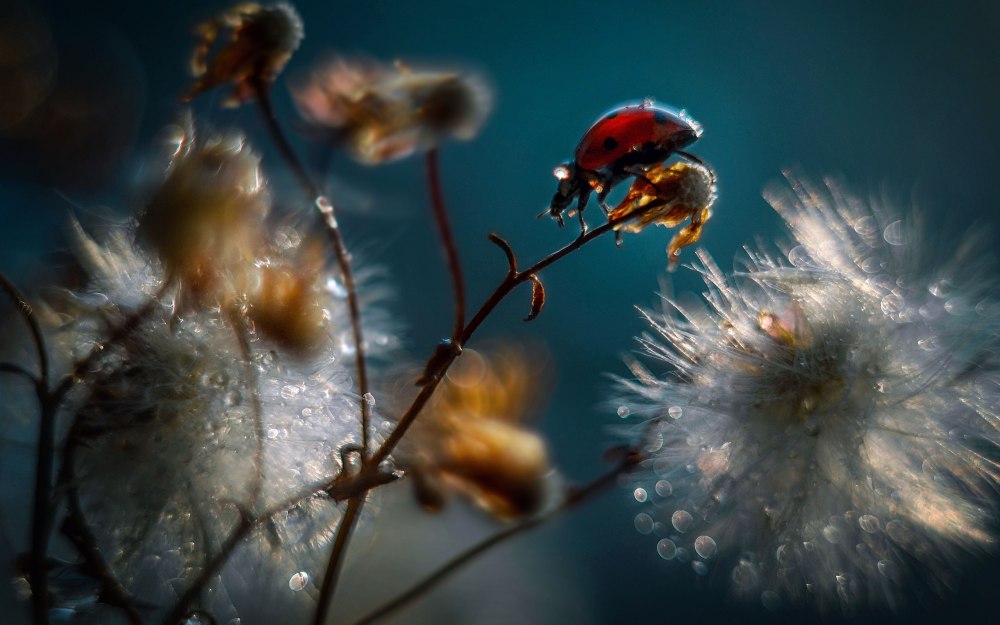 Макросъемка природа
