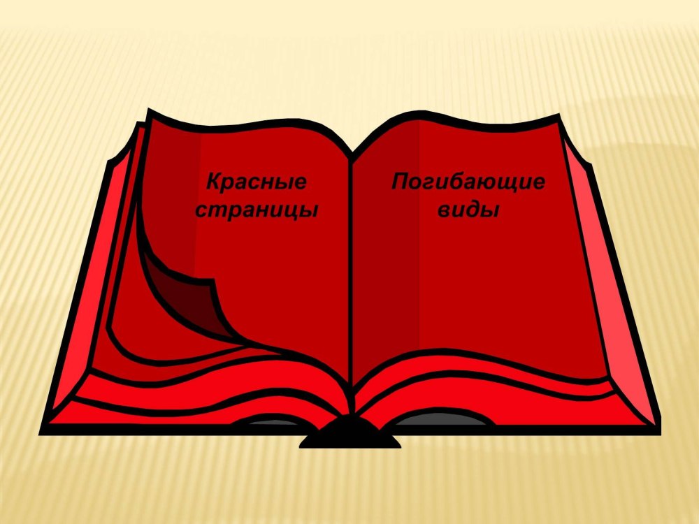 Фотоальбом раскрытый