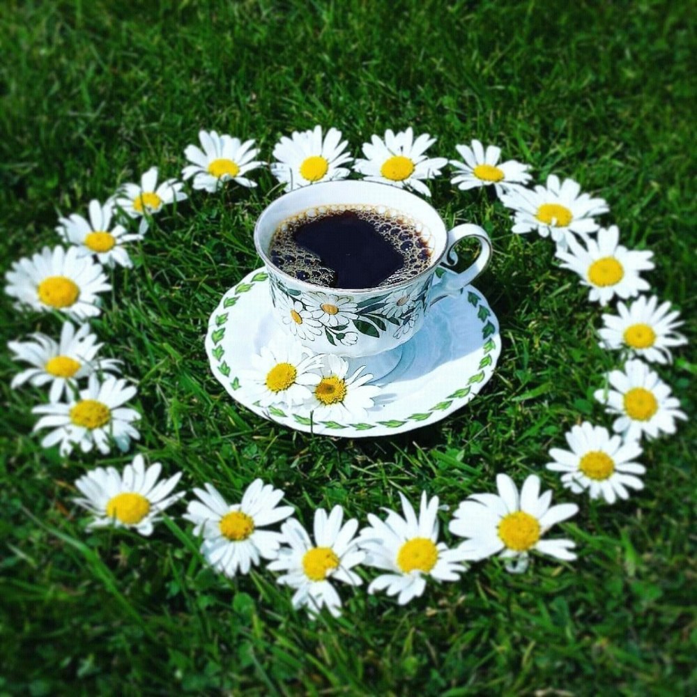 Ромашки для любимой