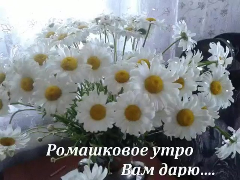 Доброе утро цветы ромашки