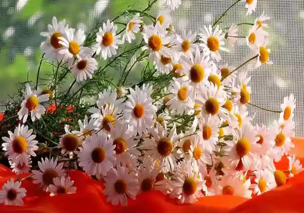 Ромашка радости