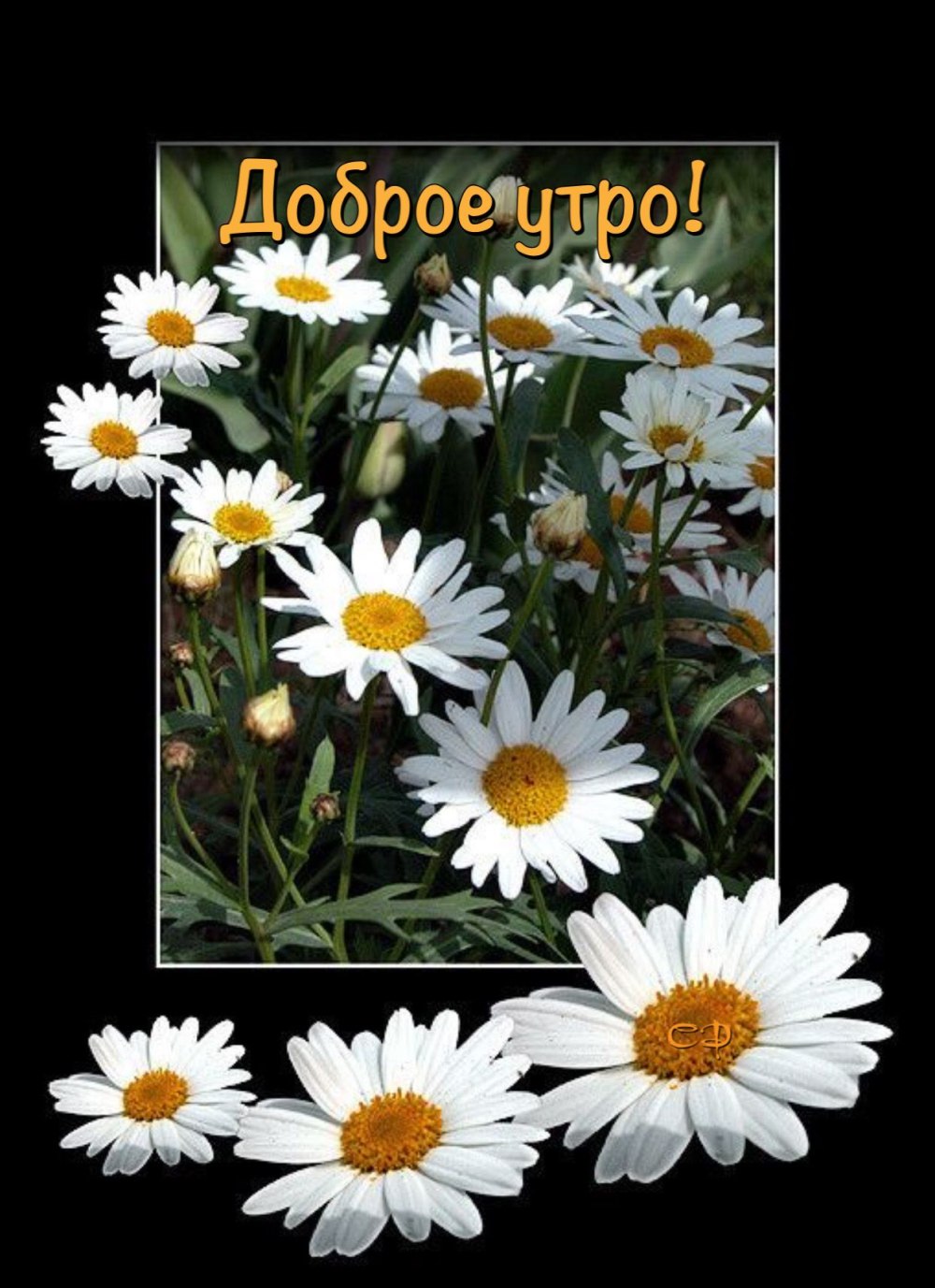 Чудесные ромашки