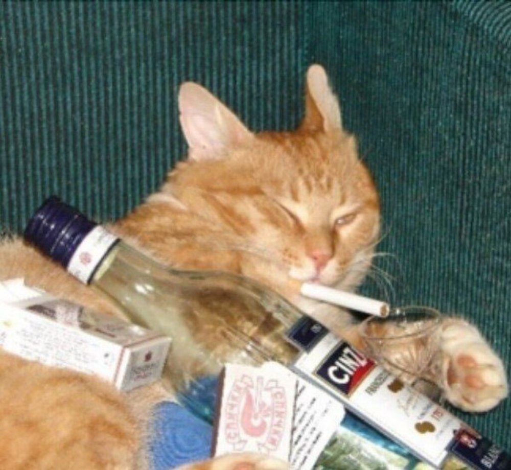 Добрый вечер кот