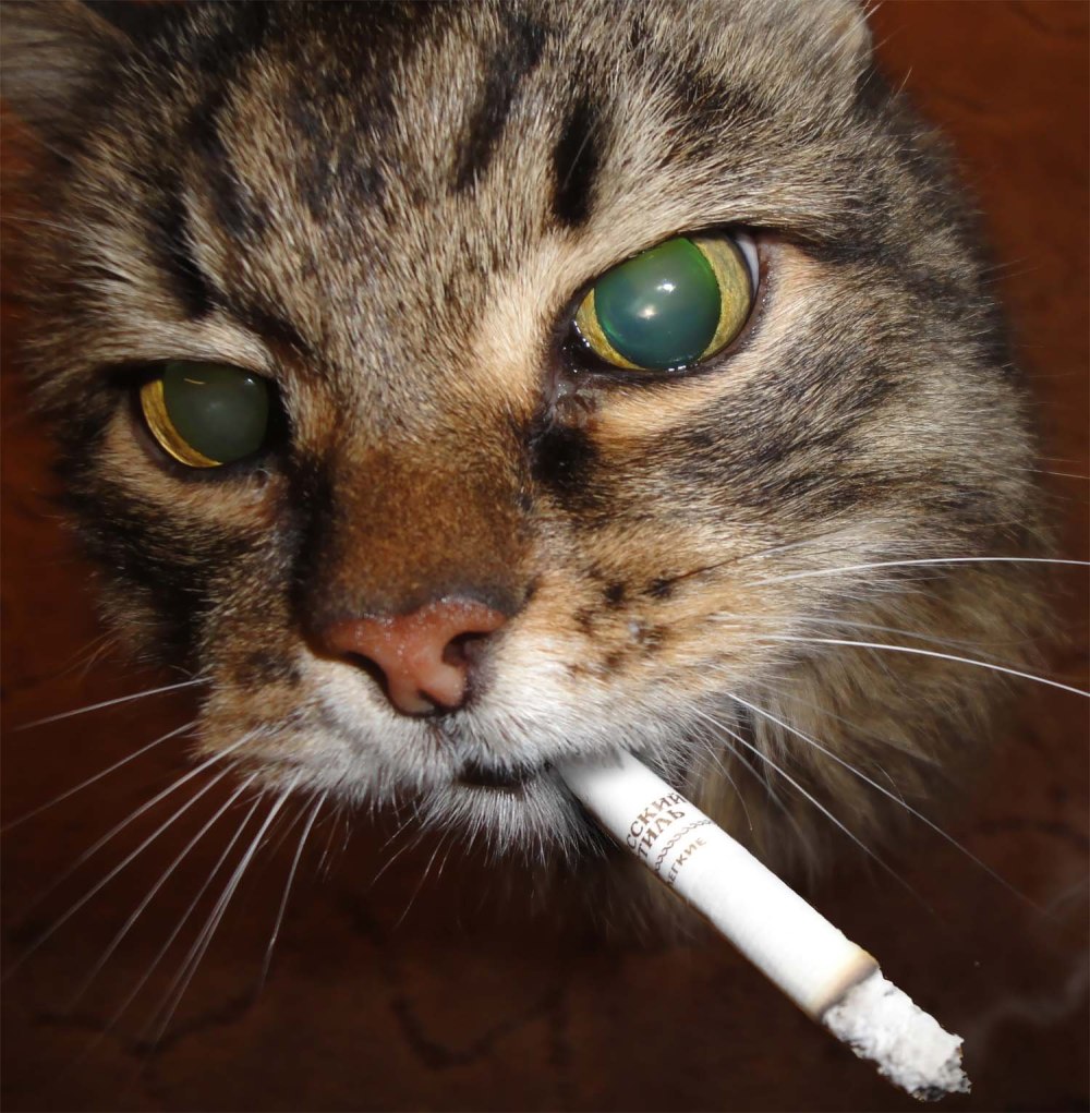 Накуренные коты