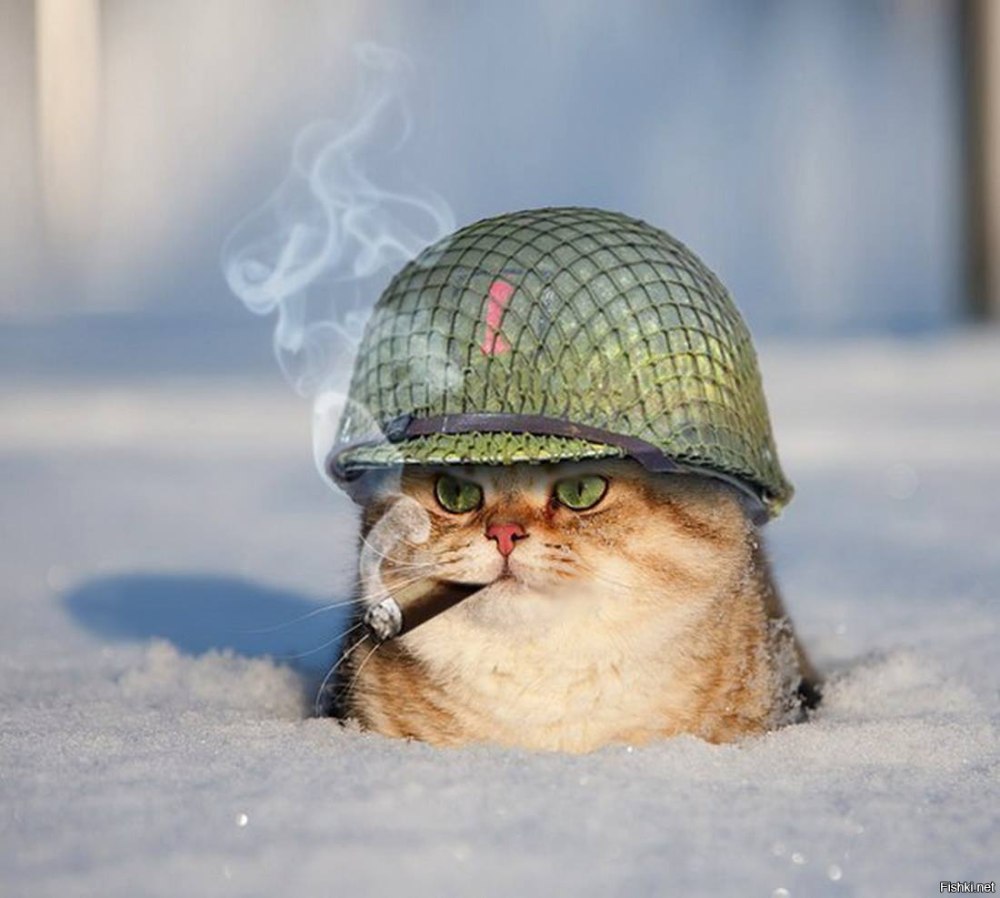 Кот в очках с сигарой