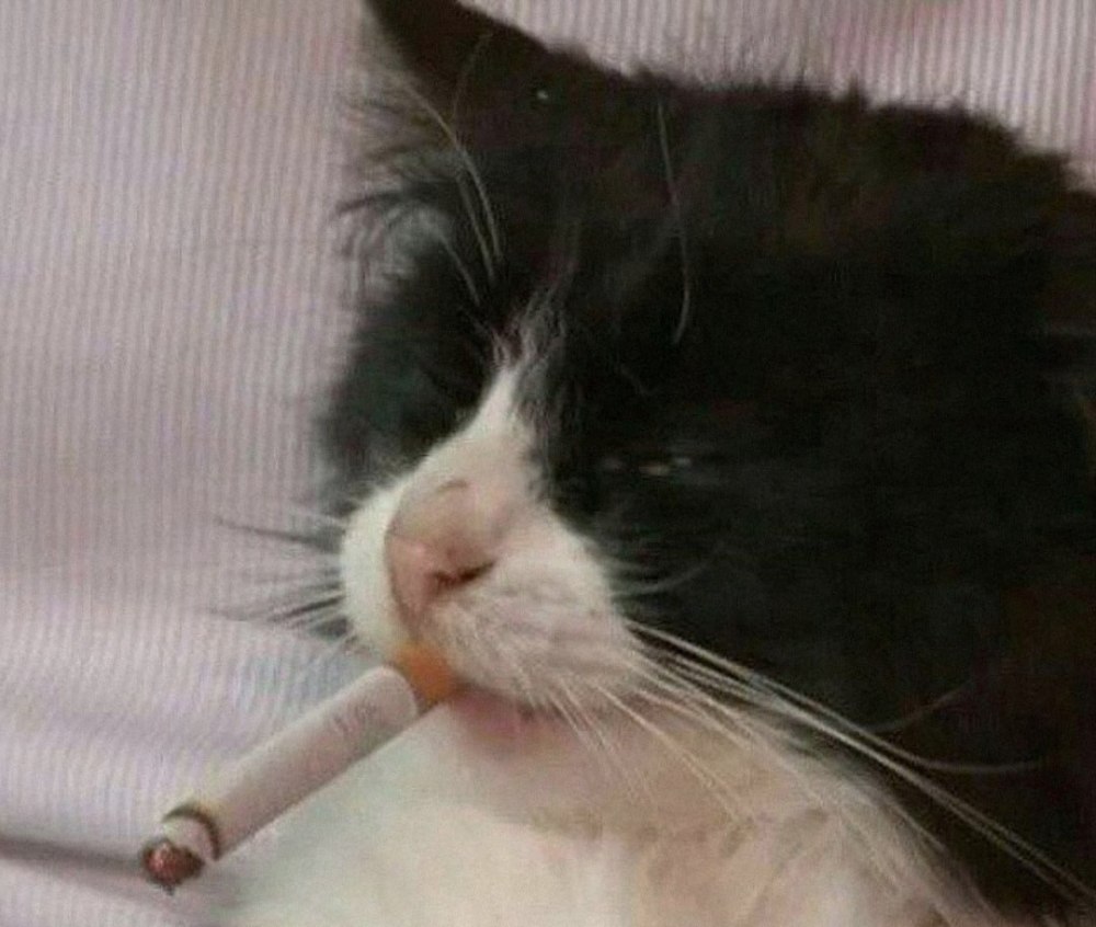 Мужик с котом