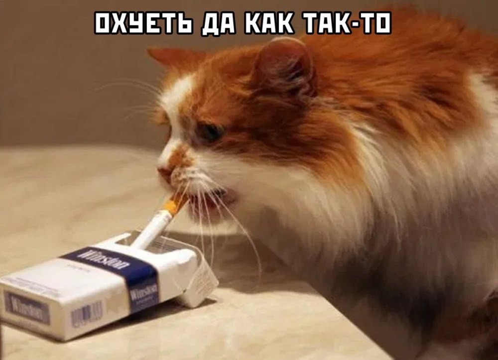 Мопс с сигарой