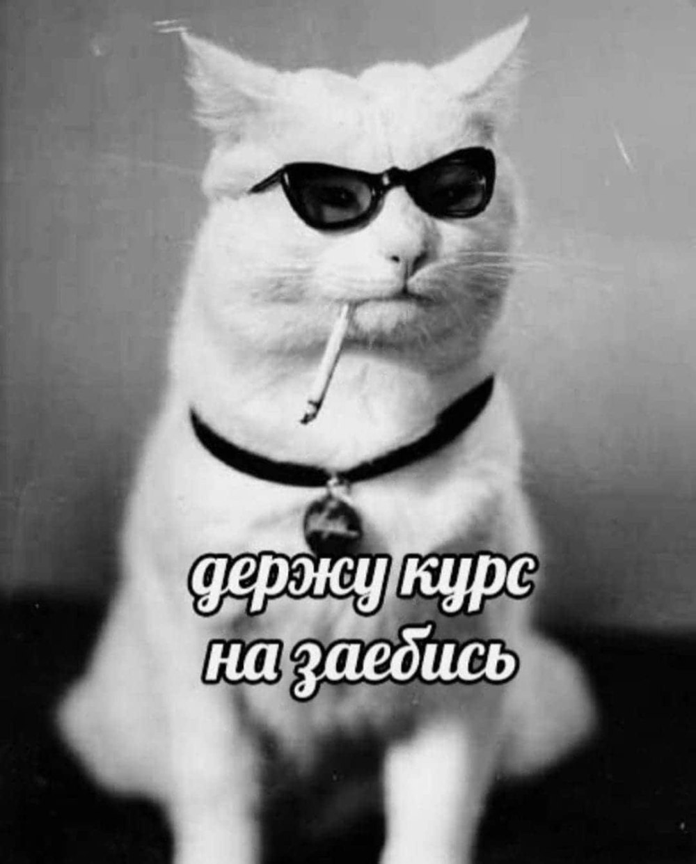 Коты с сигаретой во рту