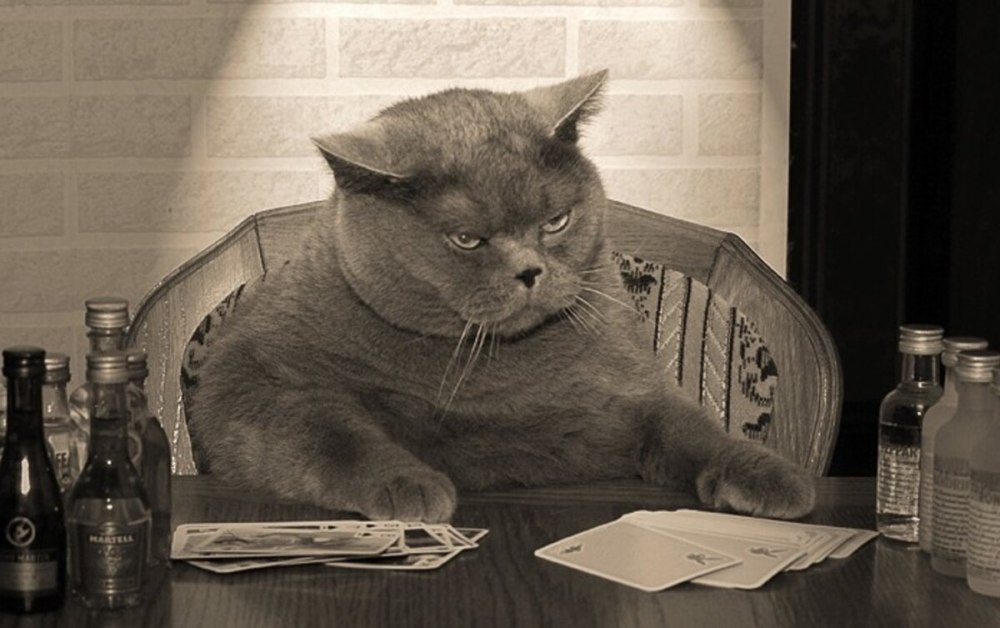 Грустный курящий кот