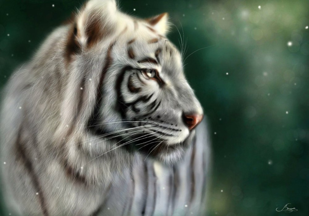 Кохаку тигр Devian