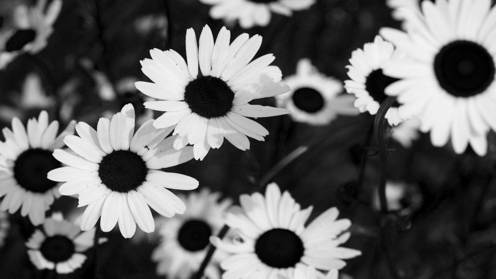 The neighbourhood обои