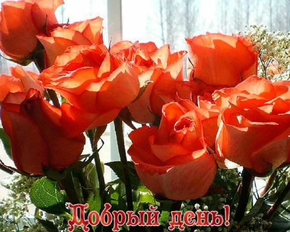 Добрый день розы