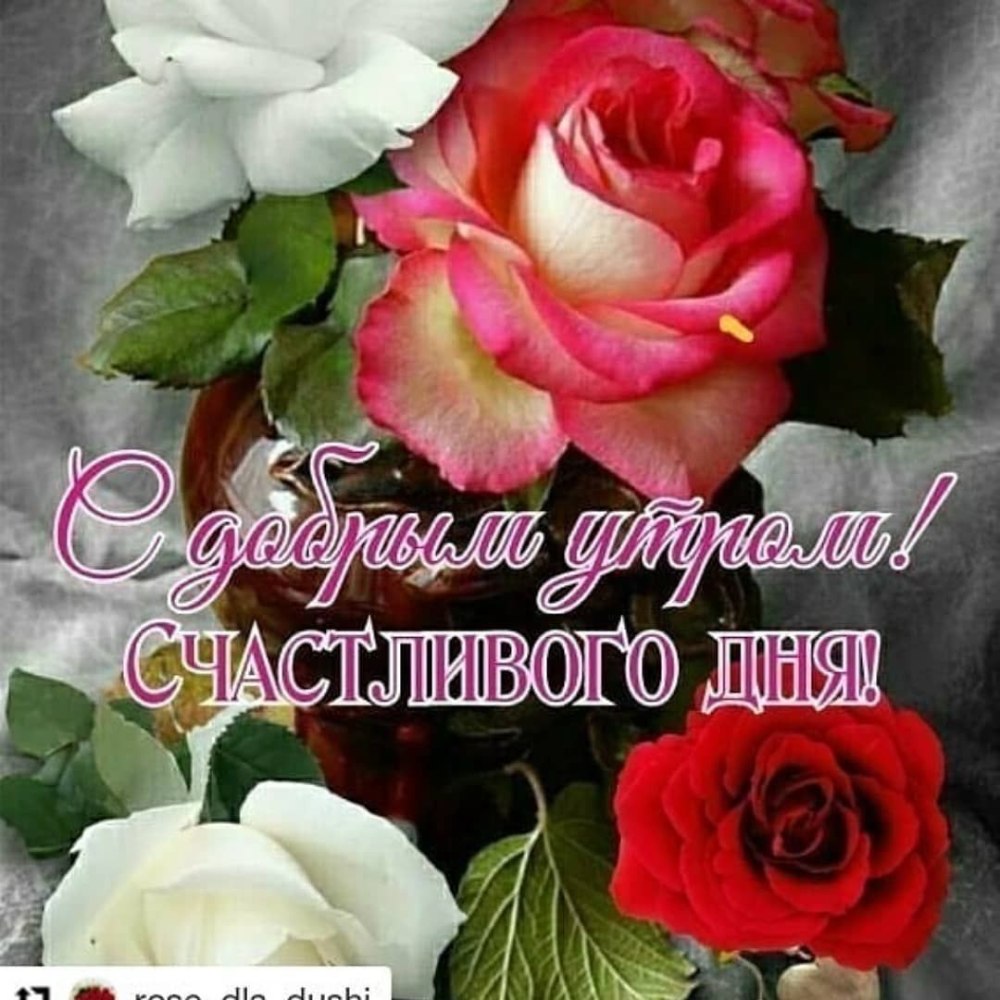 Добрый день розы