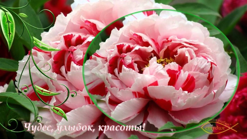 С днём рождения женщине пионы