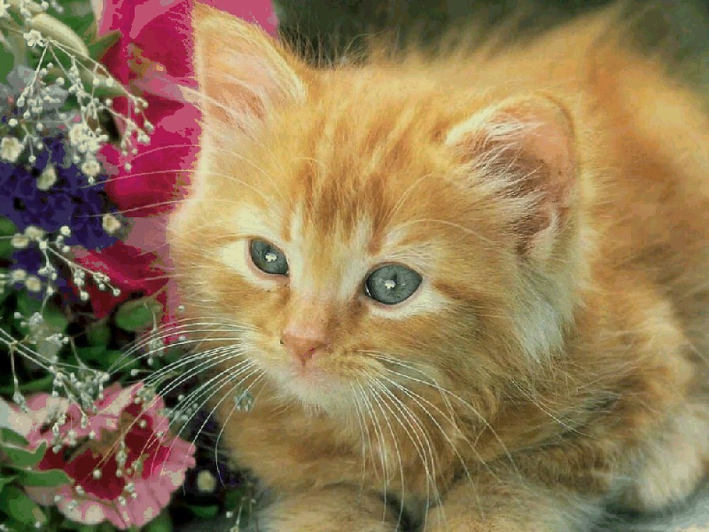 Кот дарит цветы