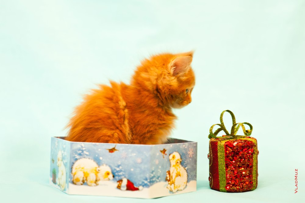 С днём рождения с котиками