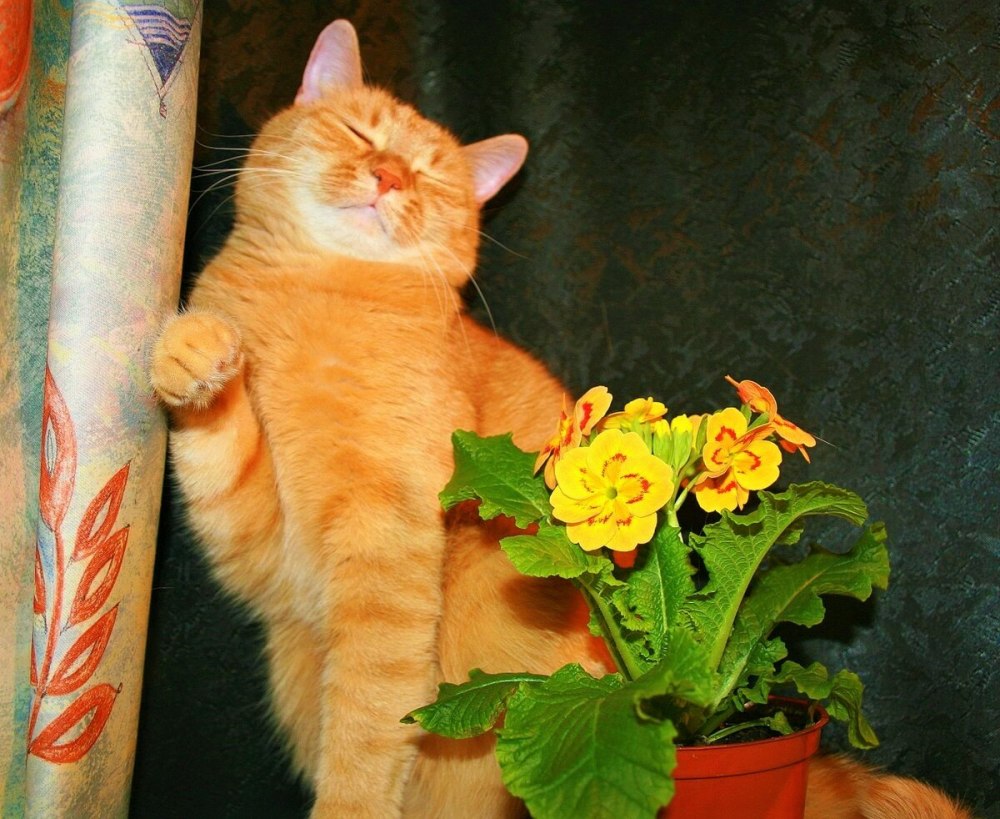 Коты художника Бориса Касьянова