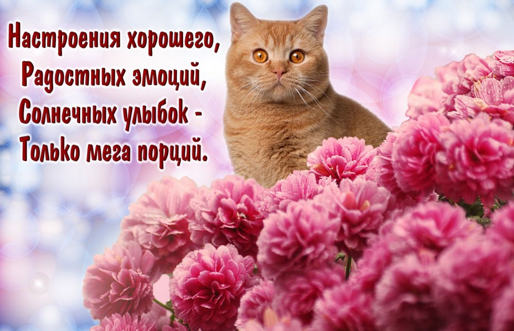 Рыжий котенок с днем рождения