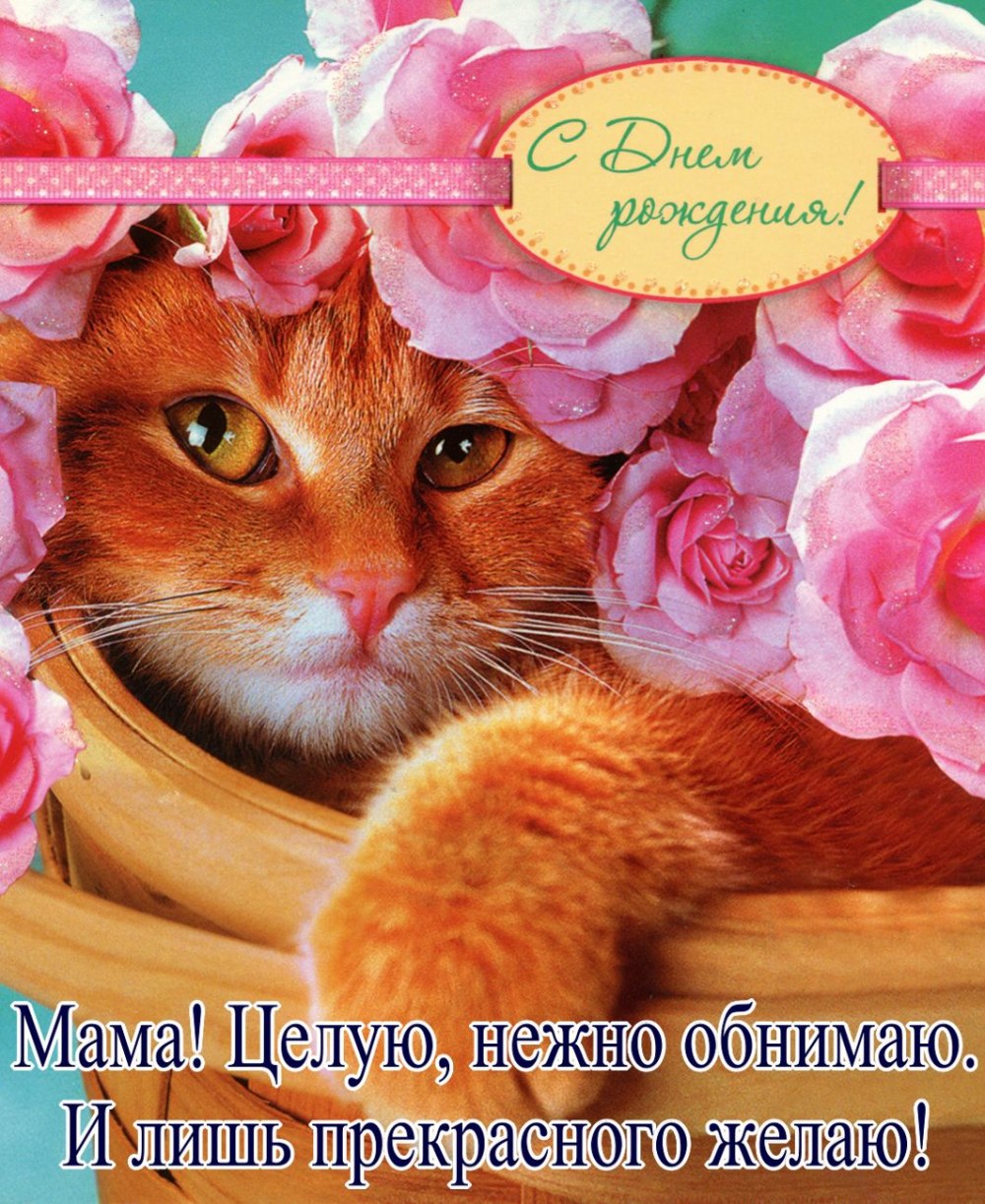 Рыжий кот поздравляет с днем рождения