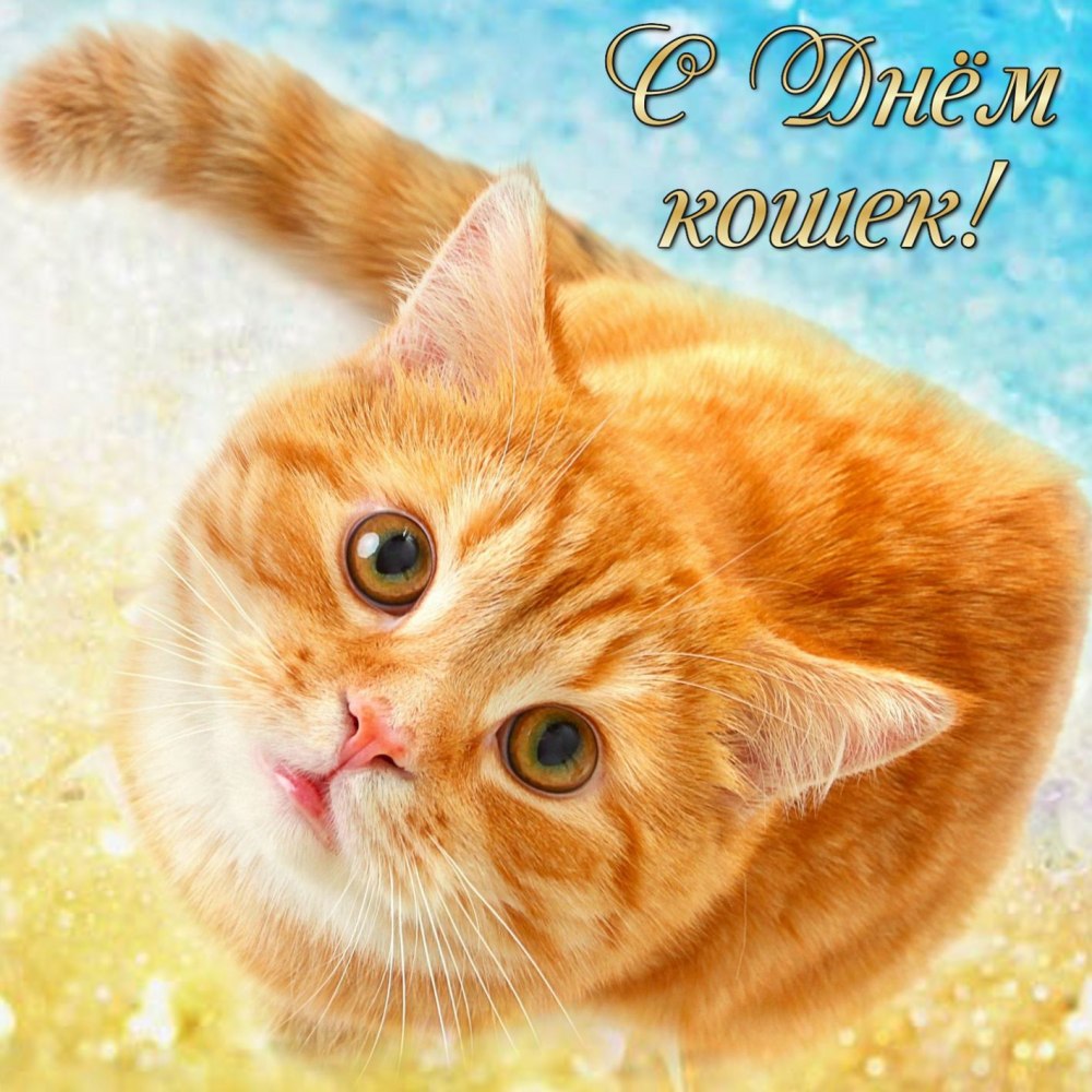 С днём рождения мужчине с котом