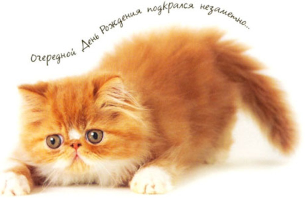 Рыжий кот